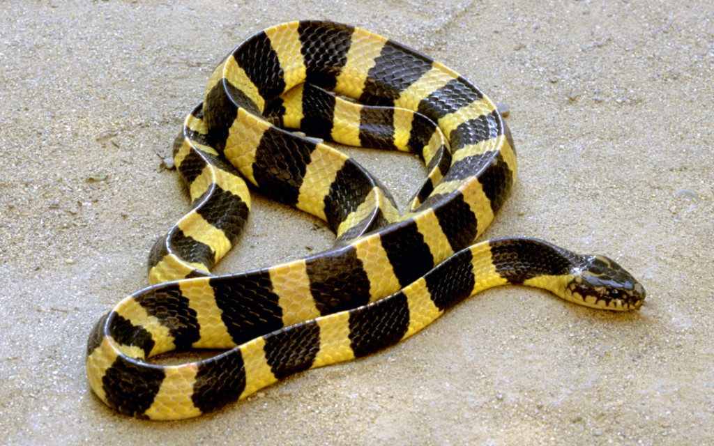 Banded Krait